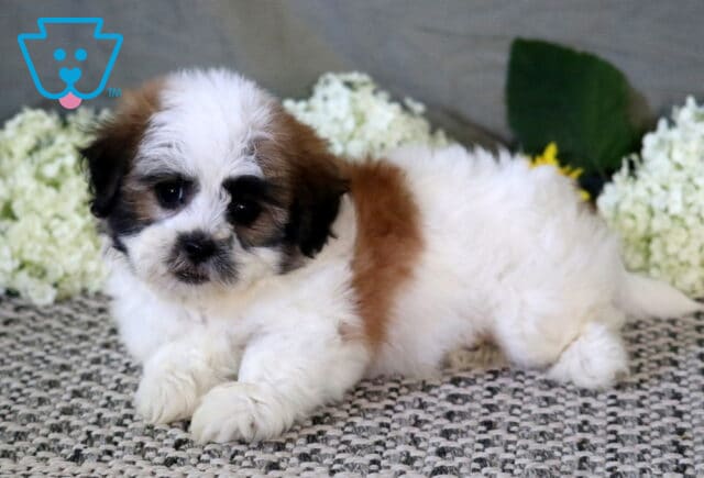 Adorable Shichon puppy with a fluffy white and tan coat lounging on a woven rug, surrounded by soft white flowers and greenery. image