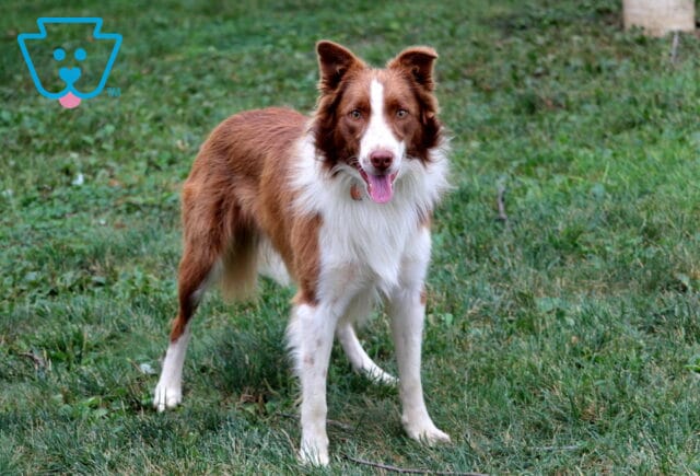 Boots Border Collie Mix Marlin Faus image