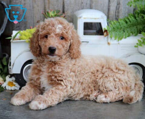 Boots Mini Goldendoodle