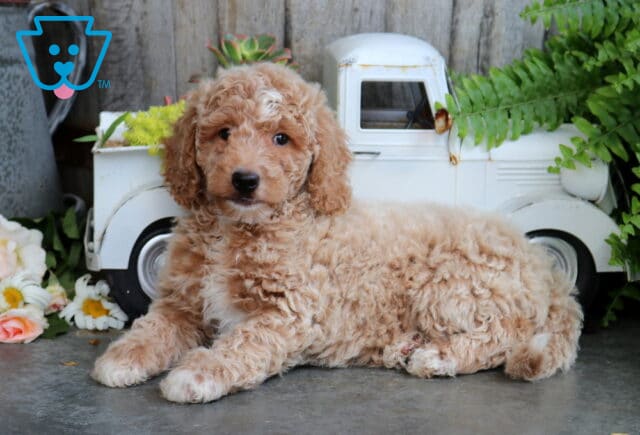 Boots Mini Goldendoodle image