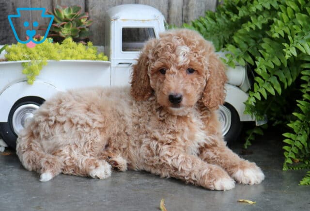 Boots Mini Goldendoodle2 image