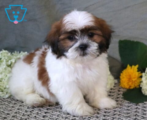 Sweet white, tan, and brown Shichon puppy sitting on a textured rug, surrounded by white hydrangeas and bright yellow flowers, with a soft and lovable expression.
