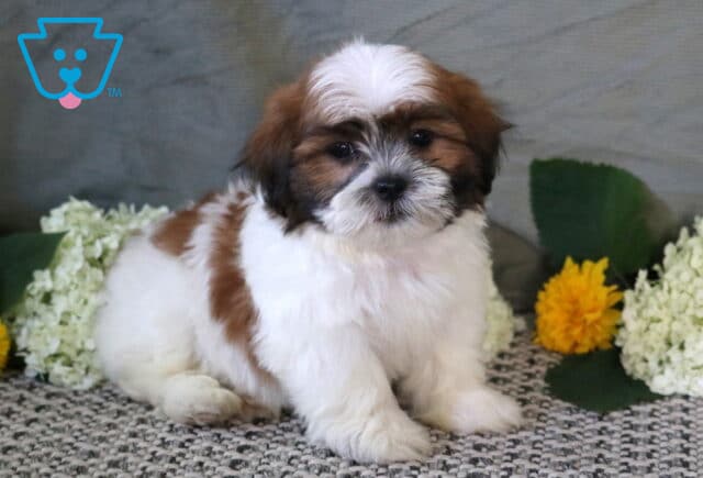 Sweet white, tan, and brown Shichon puppy sitting on a textured rug, surrounded by white hydrangeas and bright yellow flowers, with a soft and lovable expression. image