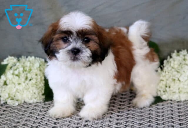 Fluffy white, tan, and brown Shichon puppy standing on a woven rug with a curled tail, posing in front of white hydrangeas for an adorable portrait. image