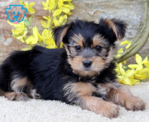 Boots Yorkie