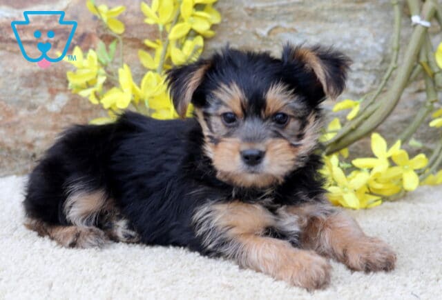 Boots Yorkie image