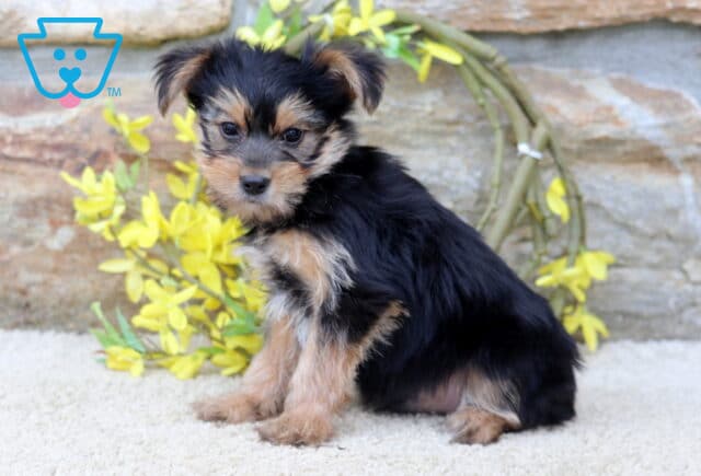 Boots Yorkie2 image