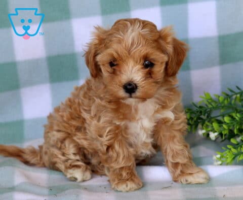 Breeze Maltipoo