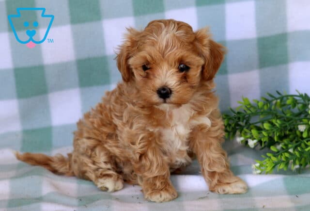 Breeze Maltipoo image