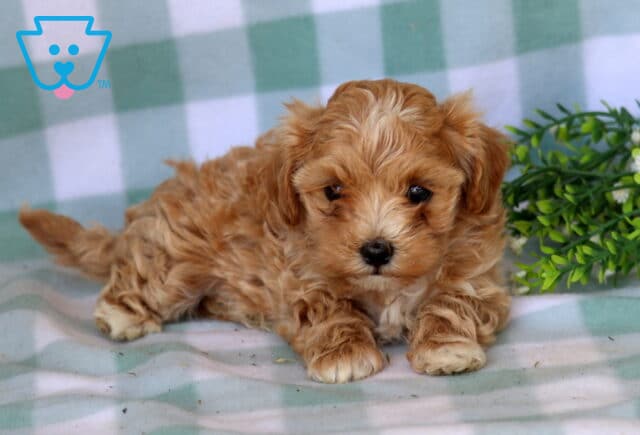 Breeze Maltipoo2 image