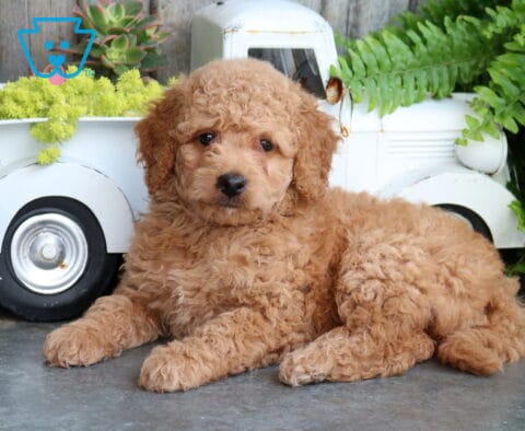 Breeze Mini Goldendoodle