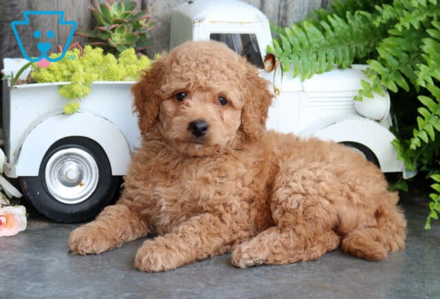 Breeze Mini Goldendoodle image