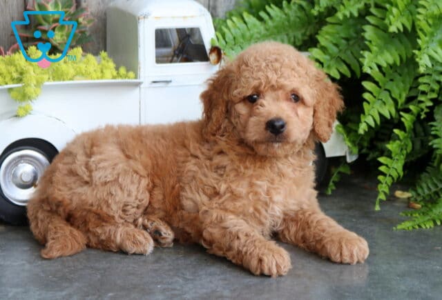 Breeze Mini Goldendoodle2 image