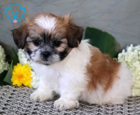 Sweet Shichon puppy with a fluffy white and tan coat sitting on a cozy rug, surrounded by soft white hydrangeas and cheerful yellow flowers.