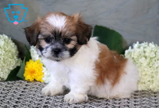 Sweet Shichon puppy with a fluffy white and tan coat sitting on a cozy rug, surrounded by soft white hydrangeas and cheerful yellow flowers. image
