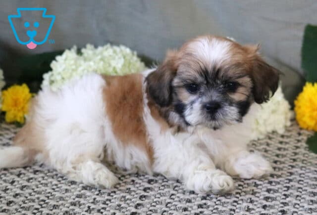 Adorable fluffy Shichon puppy with a white, tan, and black coat relaxing on a soft rug with bright flowers in the background. image