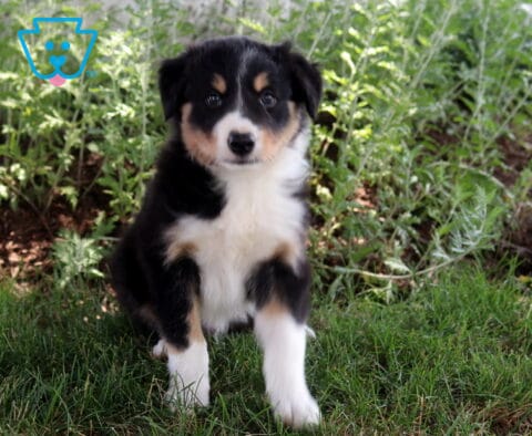 Buddy Border Collie
