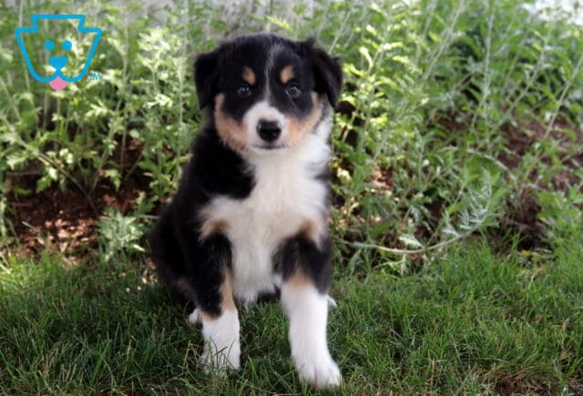 Buddy Border Collie image