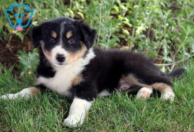 Buddy Border Collie2 image