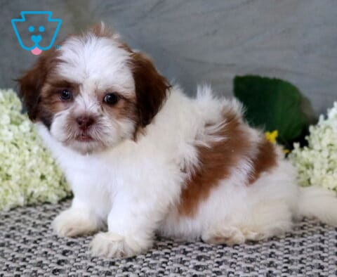 Fluffy white and tan Shichon puppy sitting on a textured rug with soft hydrangeas in the background, showing off an adorable face and playful expression.