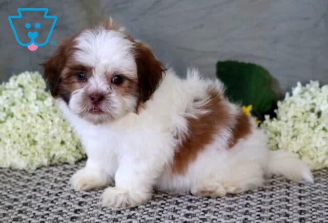 Fluffy white and tan Shichon puppy sitting on a textured rug with soft hydrangeas in the background, showing off an adorable face and playful expression. image