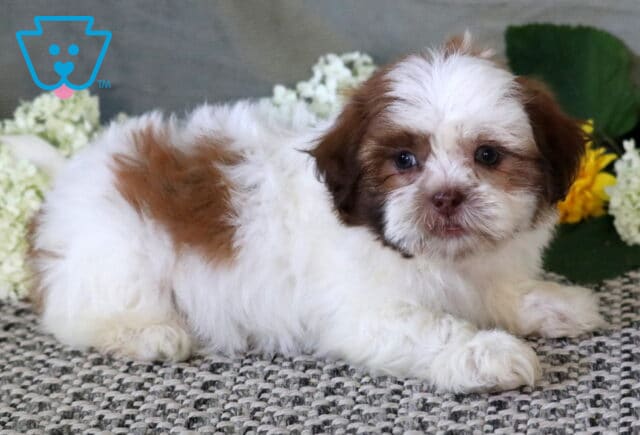 Cute white and tan Shichon puppy relaxing on a woven rug with fluffy white hydrangeas and sunny yellow flowers creating a charming backdrop. image