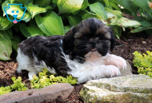 Buster Shih Tzu image