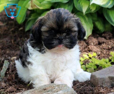 Buster Shih Tzu2