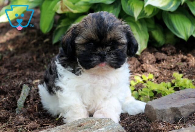 Buster Shih Tzu2 image