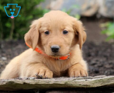 Buttercup Golden