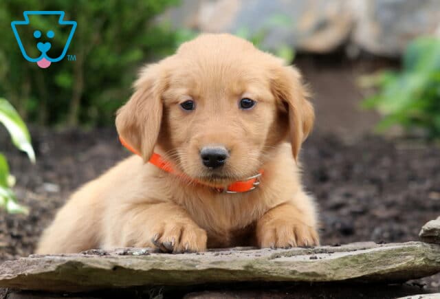 Buttercup Golden image