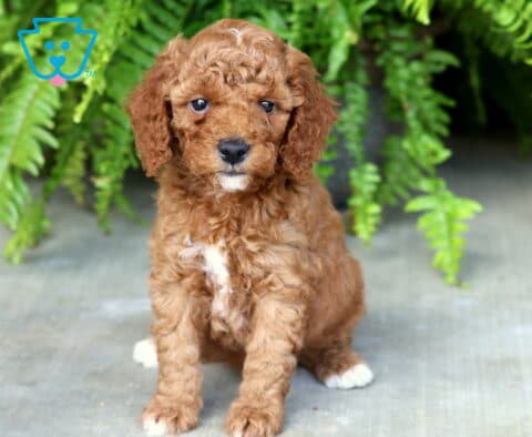 Buttercup Mini Poodle