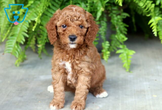 Buttercup Mini Poodle image