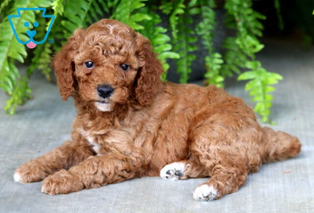 Buttercup Mini Poodle2 image