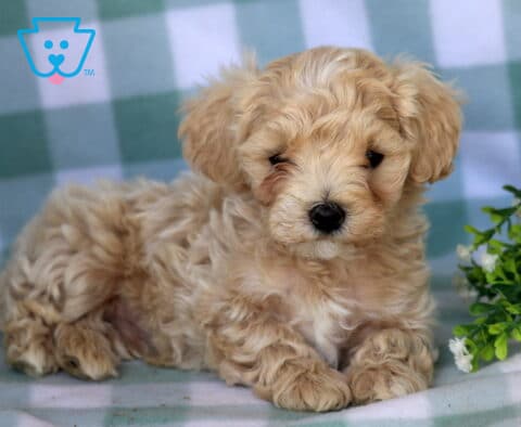 Buzz Maltipoo