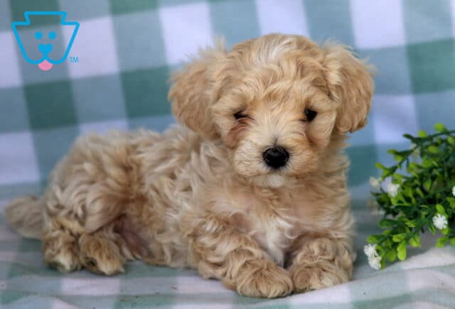Buzz Maltipoo image