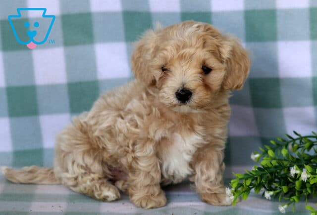 Buzz Maltipoo2 image