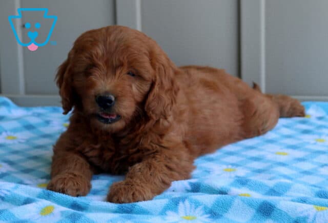 Callie Mini Goldendoodle image