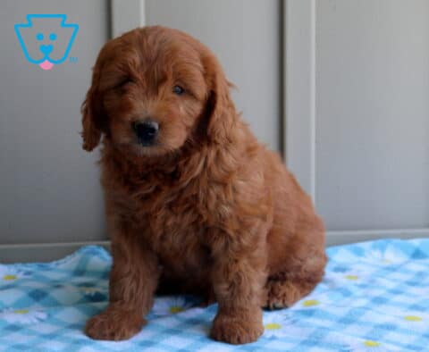 Callie Mini Goldendoodle2
