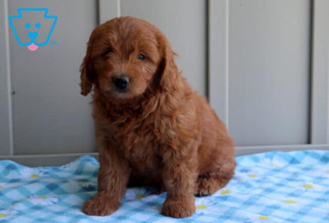 Callie Mini Goldendoodle2 image