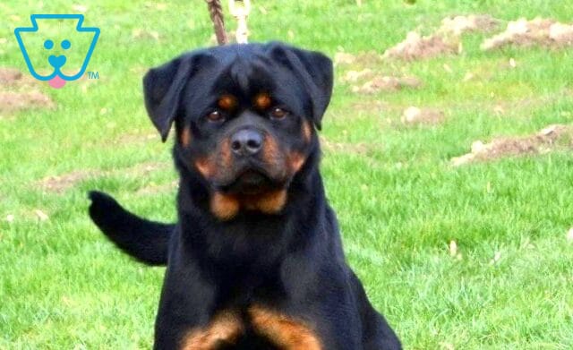 Camella Rottweiler Levi Glick image