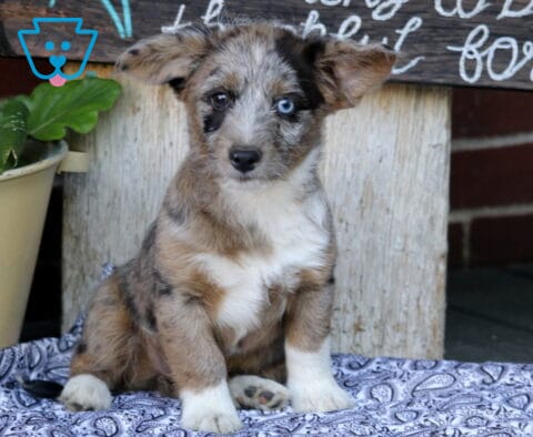 Merle Corgipoo puppy sitting on a patterned blanket, featuring a unique mottled coat, one bright blue eye, fluffy ears, white chest markings, and an attentive expression, posed beside potted greenery and a rustic wooden sign.