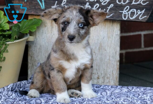Merle Corgipoo puppy sitting on a patterned blanket, featuring a unique mottled coat, one bright blue eye, fluffy ears, white chest markings, and an attentive expression, posed beside potted greenery and a rustic wooden sign. image