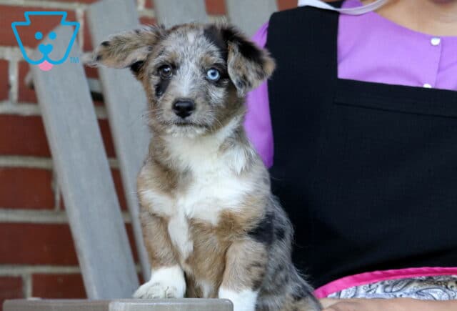 Merle Corgipoo puppy with one striking blue eye sitting on a wooden chair, showcasing a fluffy mottled coat, white chest and paws, and an alert expression, with a brick wall backdrop and a person seated nearby. image