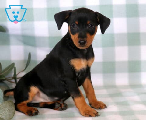 Elegant black and tan Miniature Pinscher puppy sitting tall on a soft green checkered backdrop, showcasing a sleek coat, bright alert eyes, and classic rust-colored markings beside eucalyptus leaves.