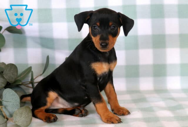 Elegant black and tan Miniature Pinscher puppy sitting tall on a soft green checkered backdrop, showcasing a sleek coat, bright alert eyes, and classic rust-colored markings beside eucalyptus leaves. image