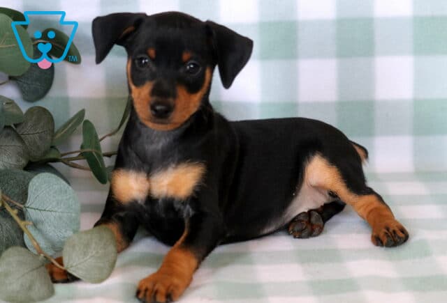 Playful black and tan Miniature Pinscher puppy lounging on a green gingham blanket, featuring a glossy coat, perky expression, and distinctive rust markings framed by soft eucalyptus leaves. image