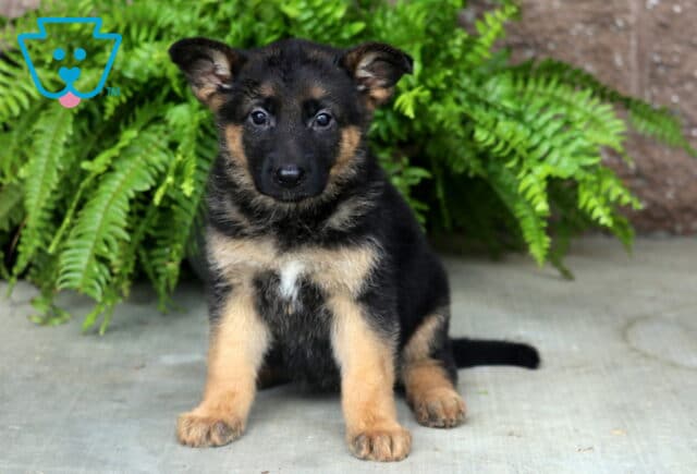 Black and tan German Shepherd puppy sitting alertly on a concrete patio, with bright eyes, perky ears, and a small white chest patch framed by lush green ferns. image