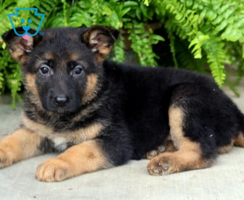 Sweet German Shepherd puppy stretched out on a concrete patio, displaying a rich black-and-tan coat, bright eyes, and a relaxed pose beneath cascading green fern leaves.
