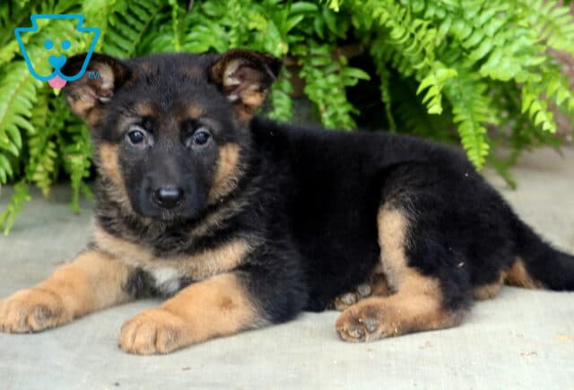 Sweet German Shepherd puppy stretched out on a concrete patio, displaying a rich black-and-tan coat, bright eyes, and a relaxed pose beneath cascading green fern leaves. image